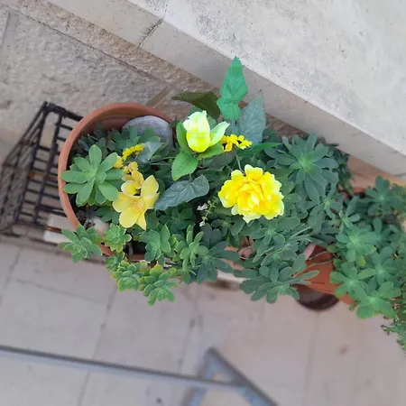 Διαμέρισμα Nada *